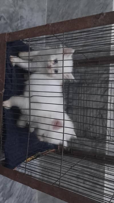 3 Kittens For Sale Only In Faisalabad.