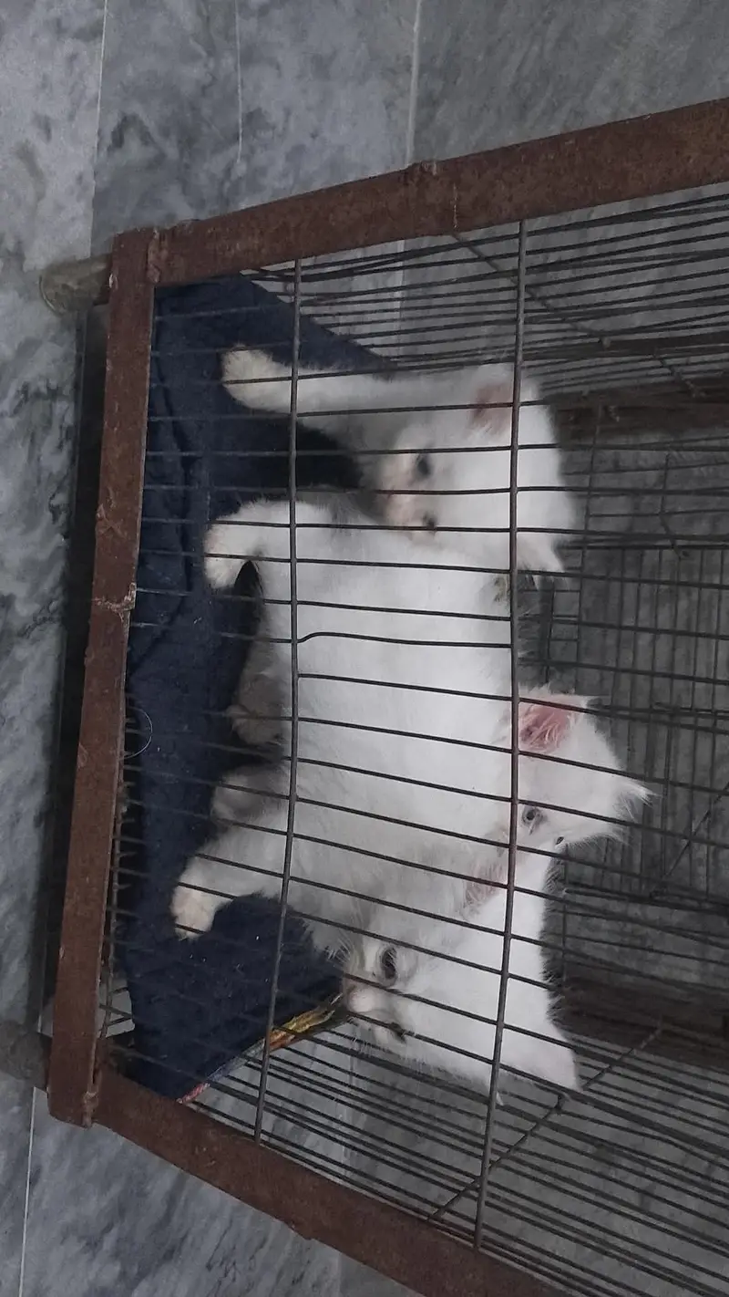 3 Kittens For Sale Only In Faisalabad. — photo 2