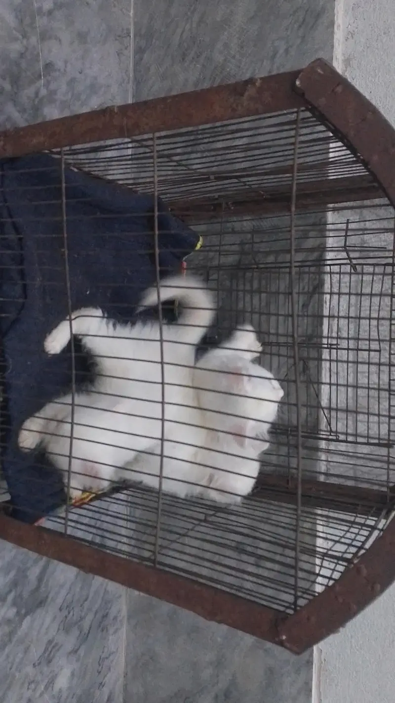 3 Kittens For Sale Only In Faisalabad. — photo 3