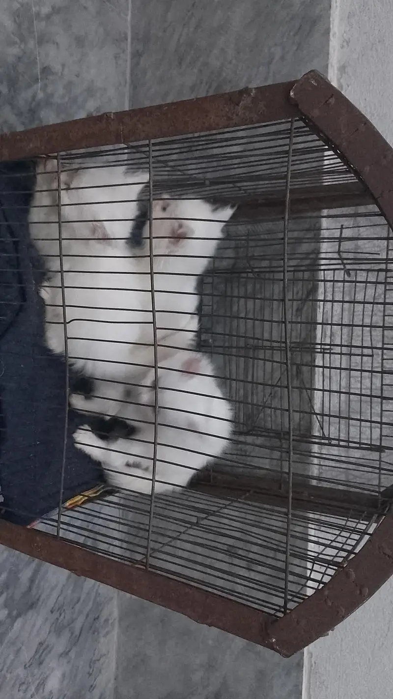 3 Kittens For Sale Only In Faisalabad. — photo 4
