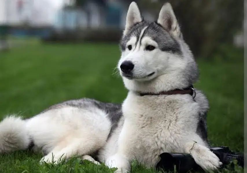 sybriabn Husky Pair   friendly and security Dog — photo 2
