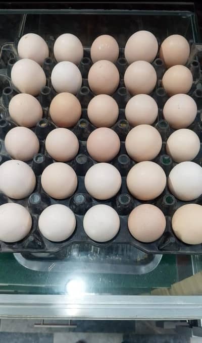 dasi egg available