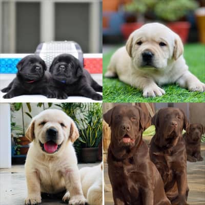 Labrador Retriever puppies  Labs  chocolate golden