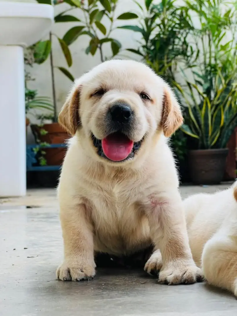 Labrador Retriever puppies  Labs  chocolate golden — photo 3