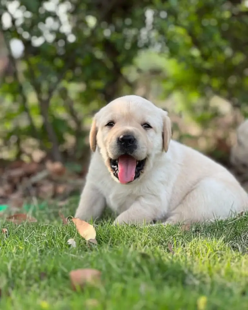 Labrador Retriever puppies  Labs  chocolate golden — photo 4