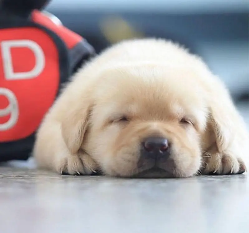 Labrador Retriever puppies  Labs  chocolate golden — photo 7