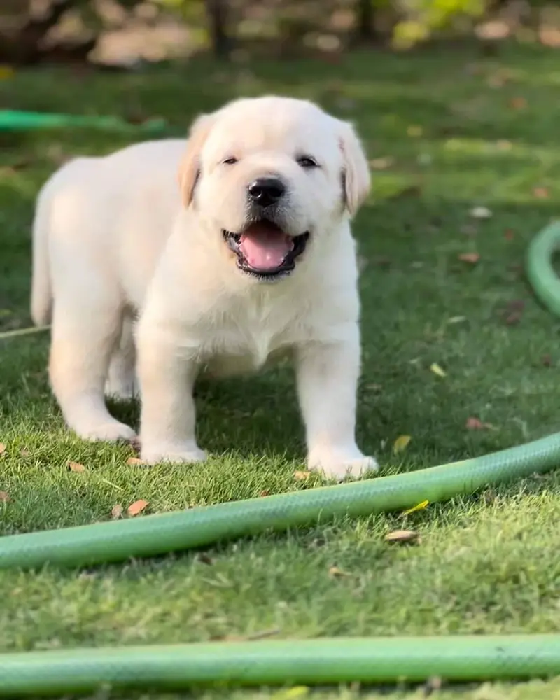 Labrador Retriever puppies  Labs  chocolate golden — photo 8