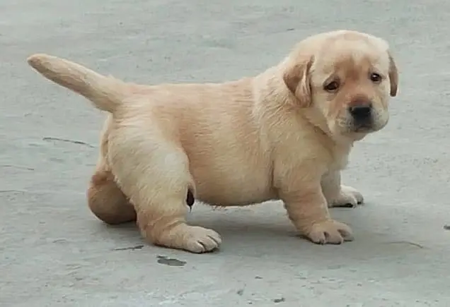 Labrador Retriever puppies  Labs  chocolate golden — photo 9