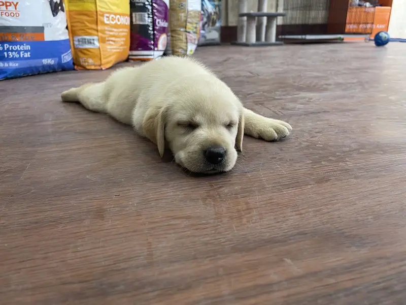 Labrador Retriever puppies  Labs  chocolate golden — photo 10
