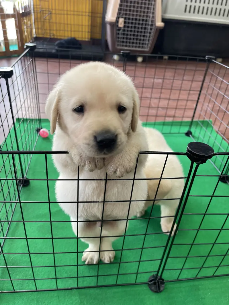 Labrador Retriever puppies  Labs  chocolate golden — photo 11