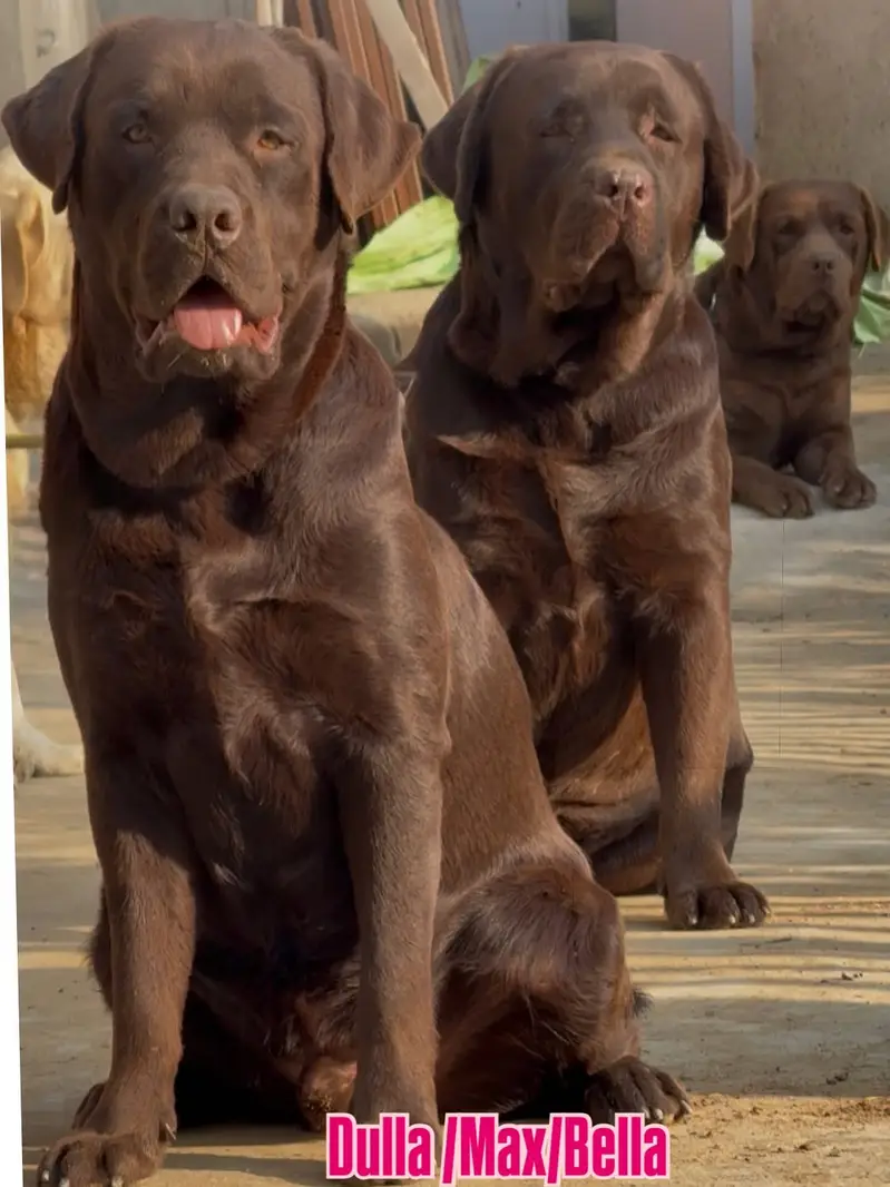 Labrador Retriever puppies  Labs  chocolate golden — photo 12