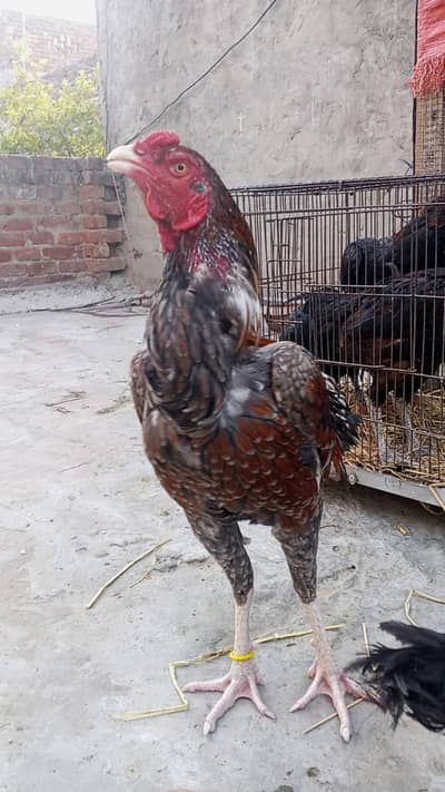 Aseel /Thai /Cross Sleta / 03014011627