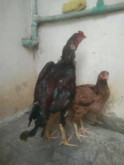 A achieved cock and hen brave frock