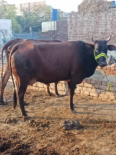jarsi cross 7 month ki gaban  for sale