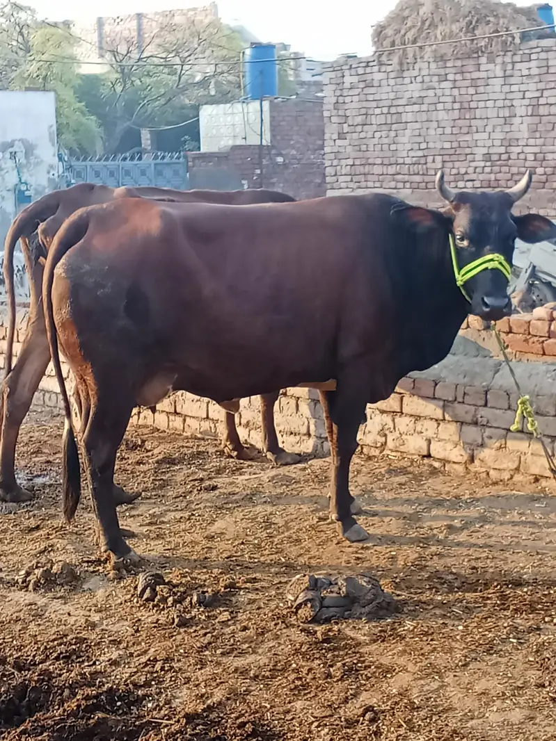 jarsi cross 7 month ki gaban  for sale