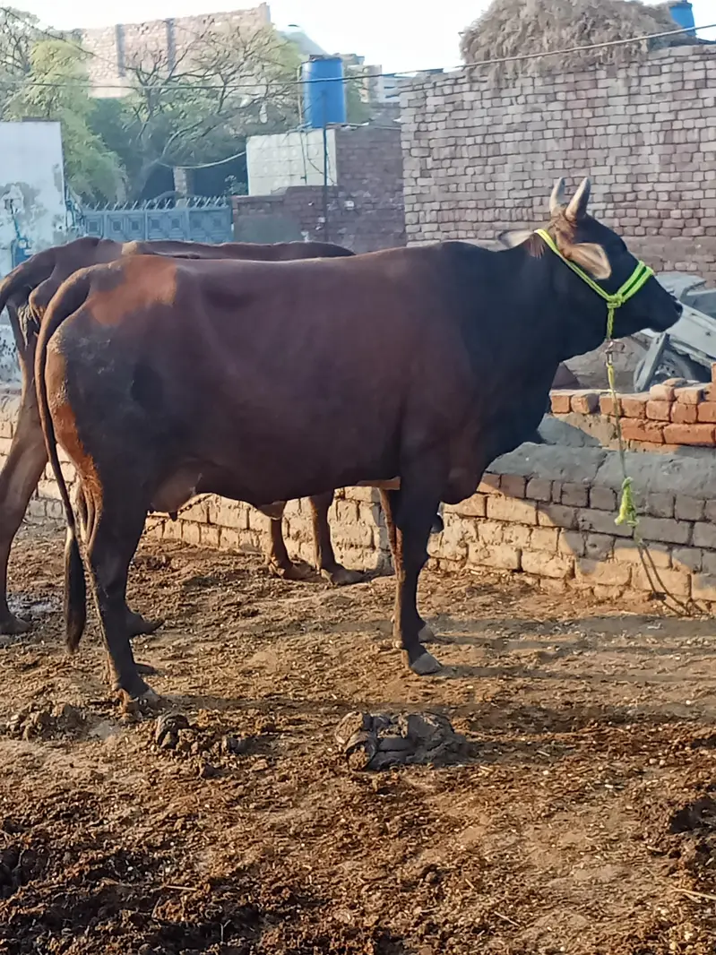 jarsi cross 7 month ki gaban  for sale — photo 2
