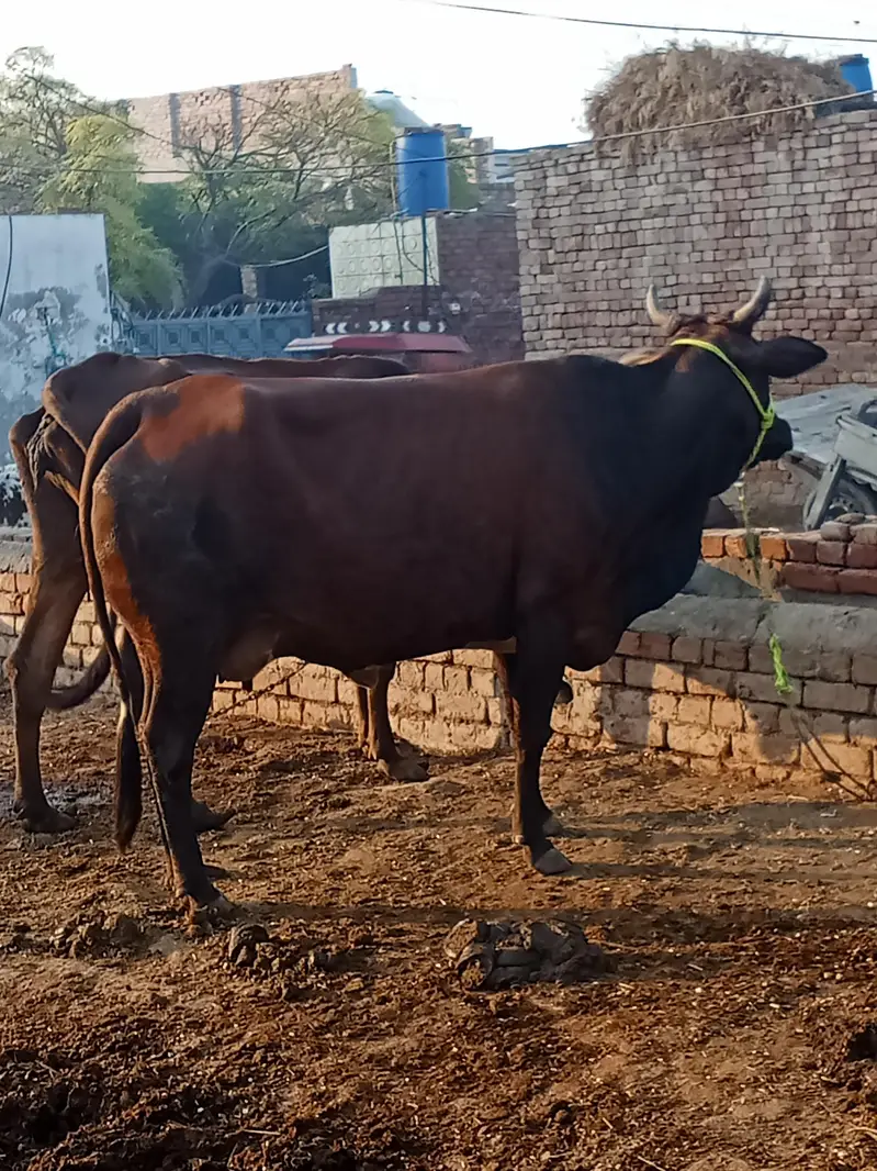 jarsi cross 7 month ki gaban  for sale — photo 3