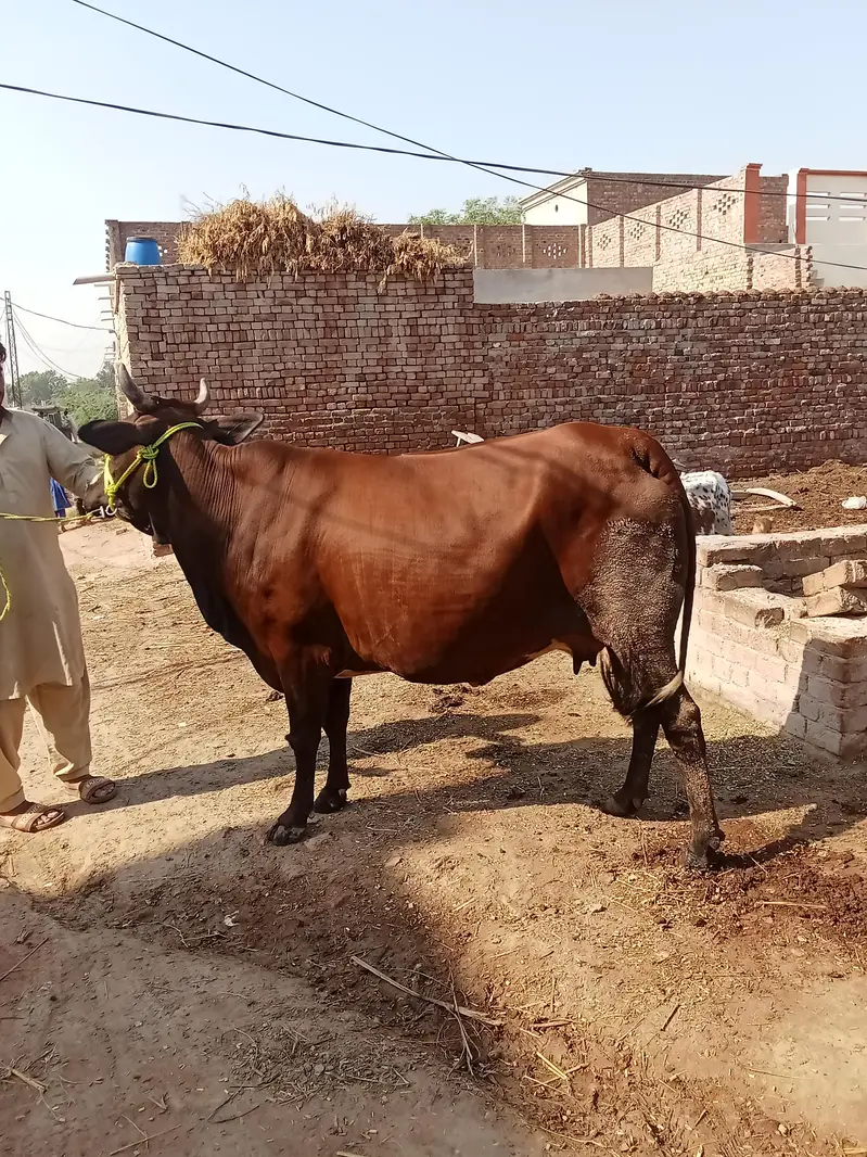 jarsi cross 7 month ki gaban  for sale — photo 4