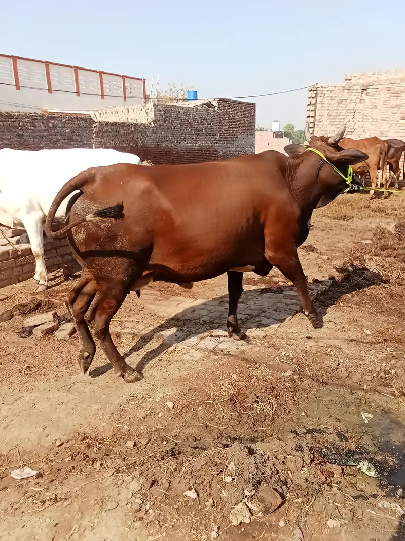 jarsi cross 7 month ki gaban  for sale — photo 5