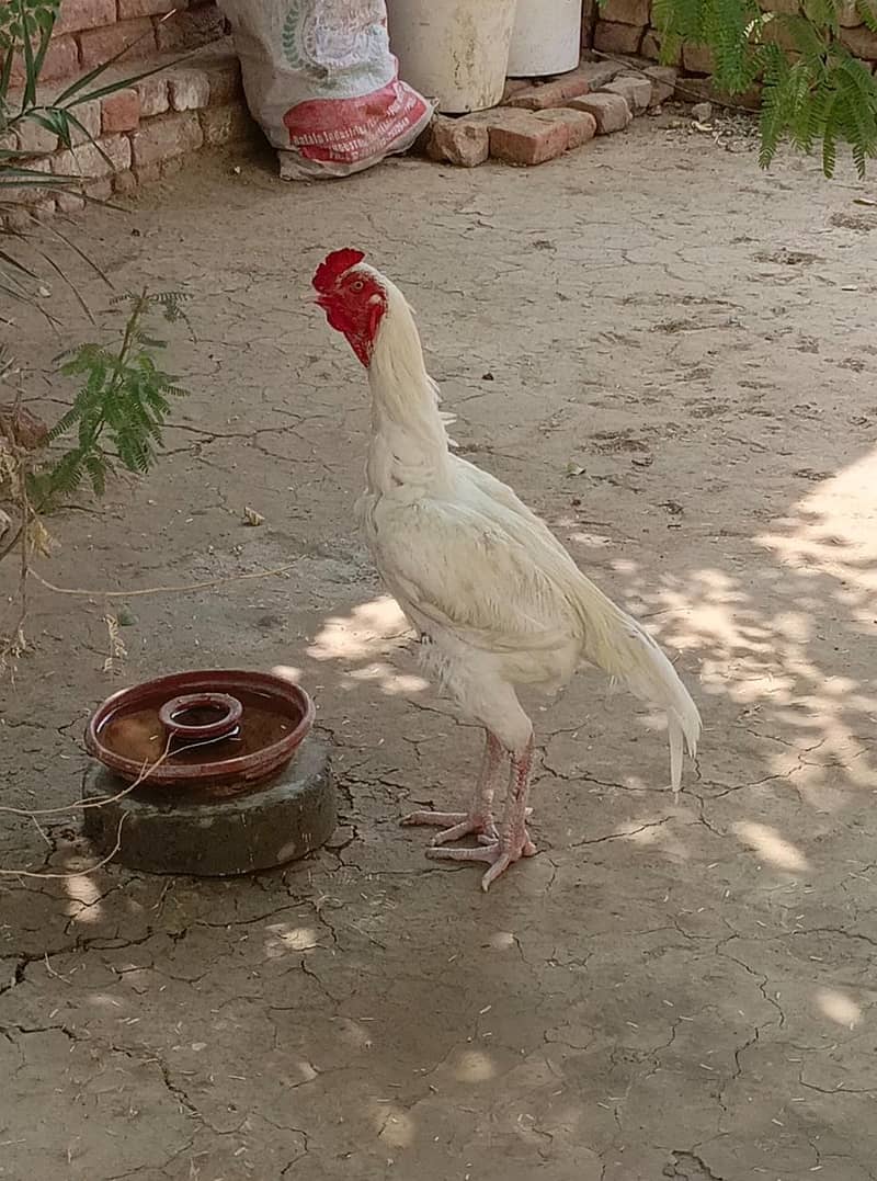 ماشاءاللہ ہیلتی ان ایکٹو گھر کے پلے ہوئے ہیں جس بھائی کو لینے ہوں 2