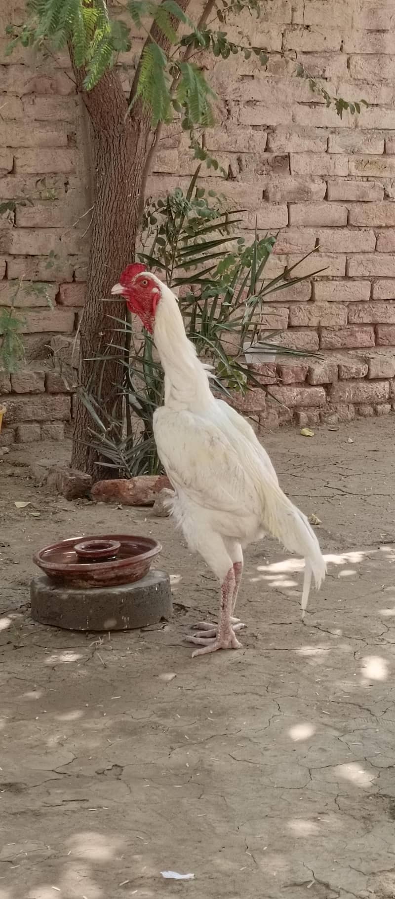 ماشاءاللہ ہیلتی ان ایکٹو گھر کے پلے ہوئے ہیں جس بھائی کو لینے ہوں 3