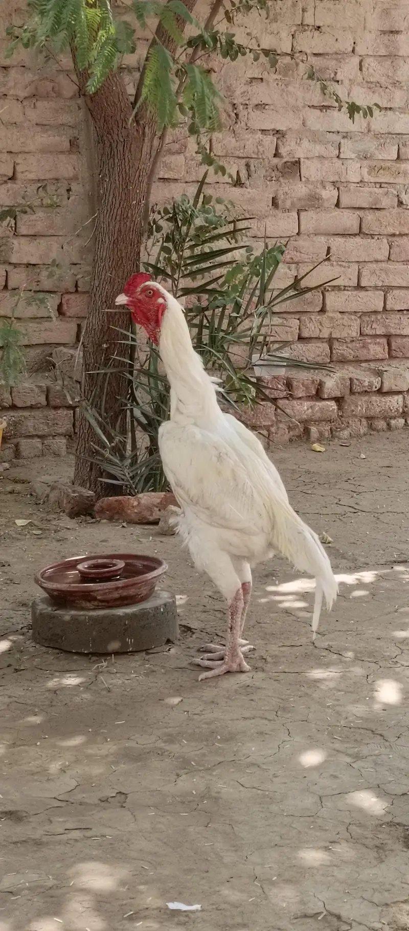 ماشاءاللہ ہیلتی ان ایکٹو گھر کے پلے ہوئے ہیں جس بھائی کو لینے ہوں — photo 4