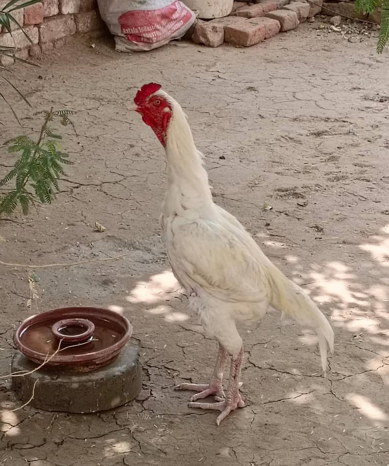 ماشاءاللہ ہیلتی ان ایکٹو گھر کے پلے ہوئے ہیں جس بھائی کو لینے ہوں 4