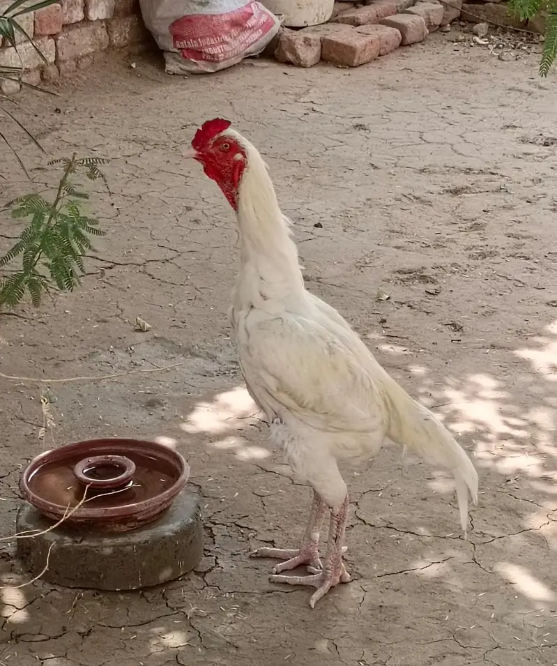 ماشاءاللہ ہیلتی ان ایکٹو گھر کے پلے ہوئے ہیں جس بھائی کو لینے ہوں — photo 5