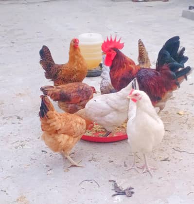 beautiful stater hens