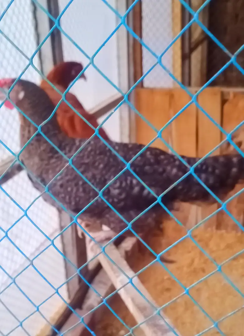 beautiful stater hens — photo 3