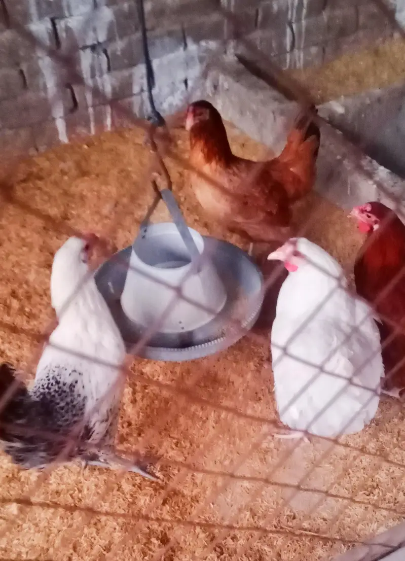 beautiful stater hens — photo 5