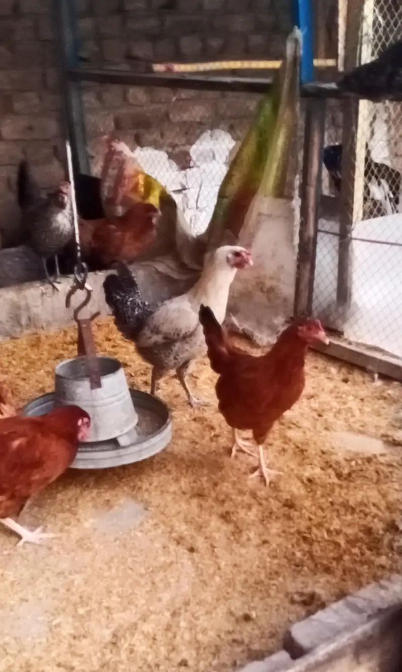beautiful stater hens — photo 6