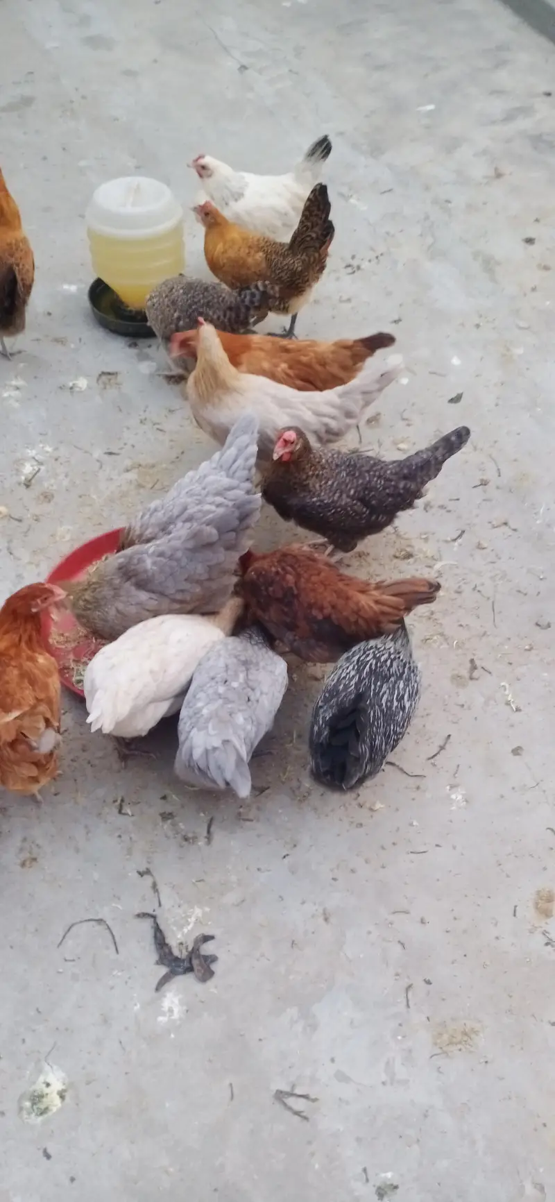 beautiful stater hens — photo 8