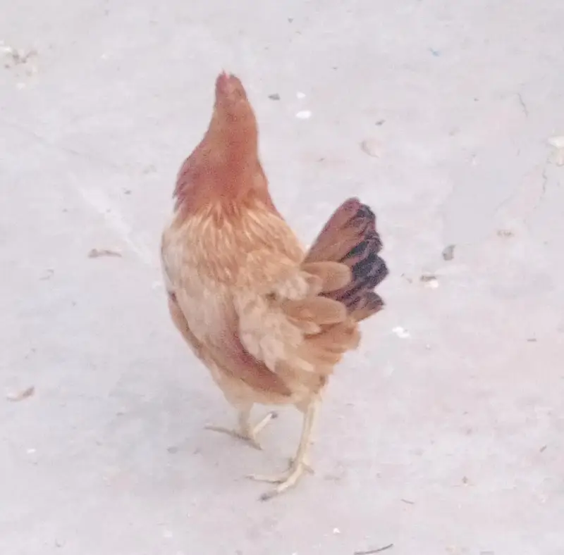 beautiful stater hens — photo 9