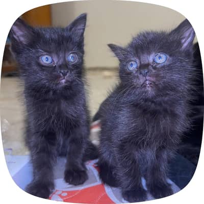 Black Persian cat pure
