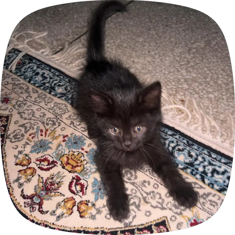 Black Persian cat pure — photo 2