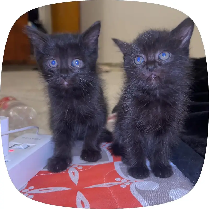 Black Persian cat pure — photo 3