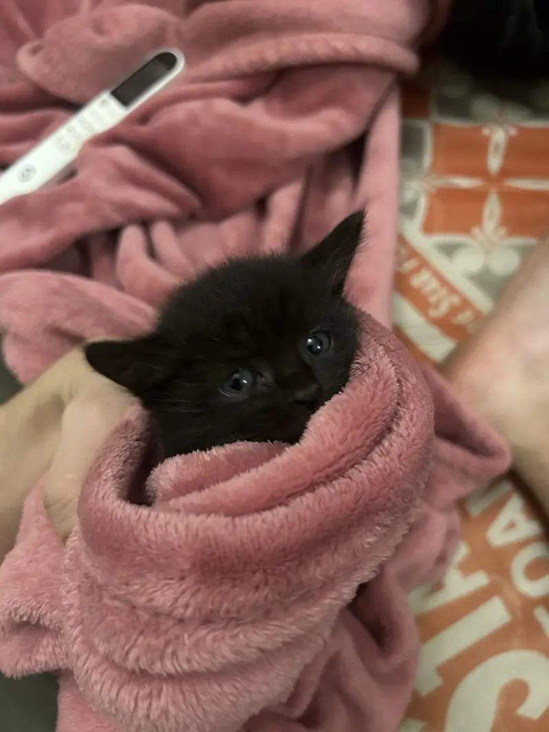 Black Persian cat pure — photo 4