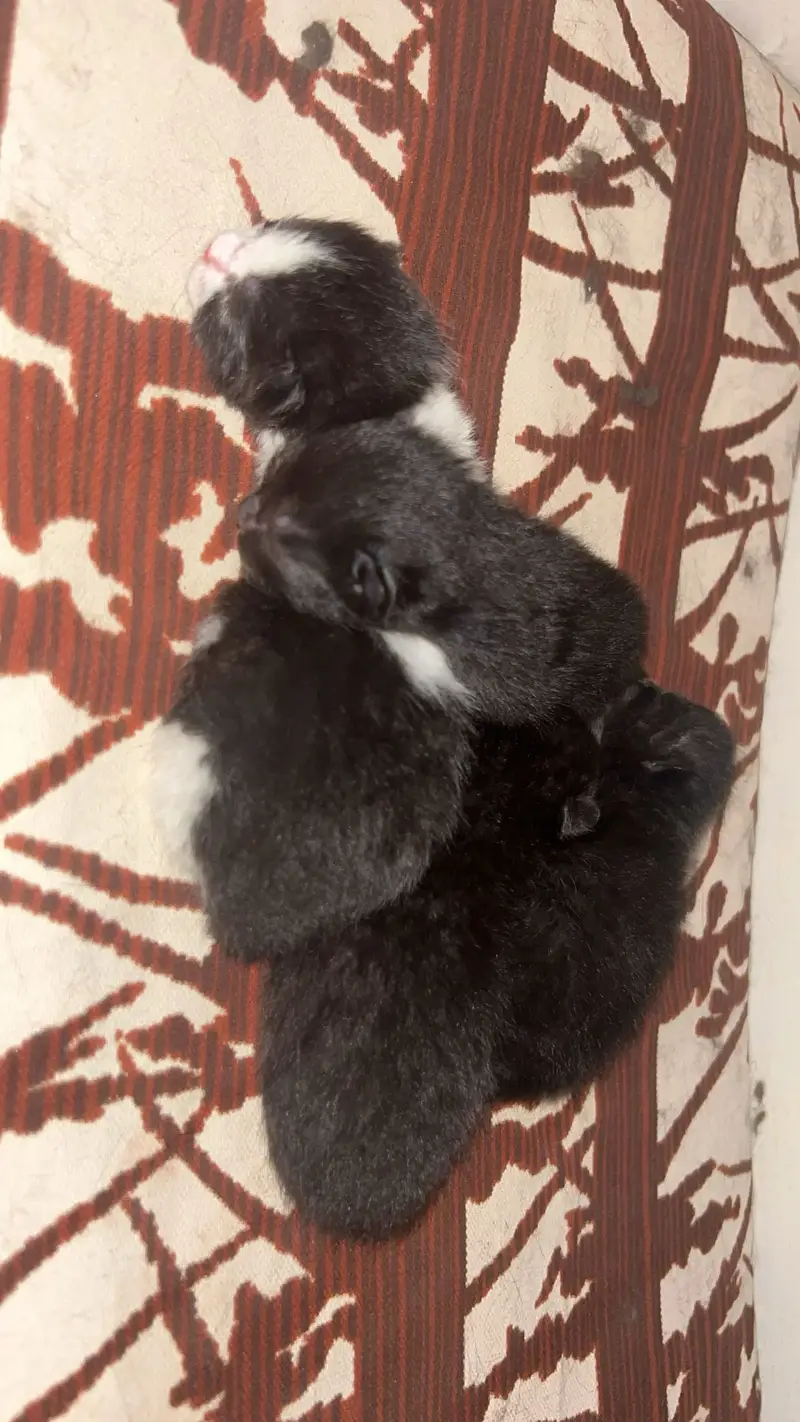 Black Persian cat pure — photo 5