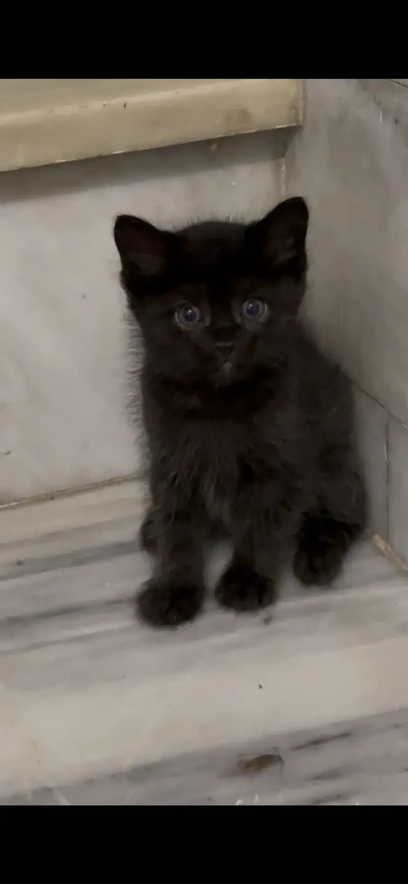 Black Persian cat pure — photo 6