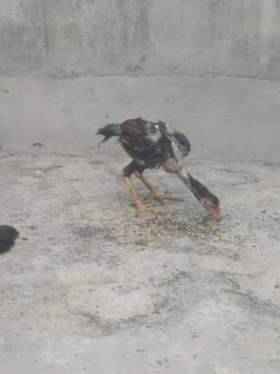 Aseel pair for Sale