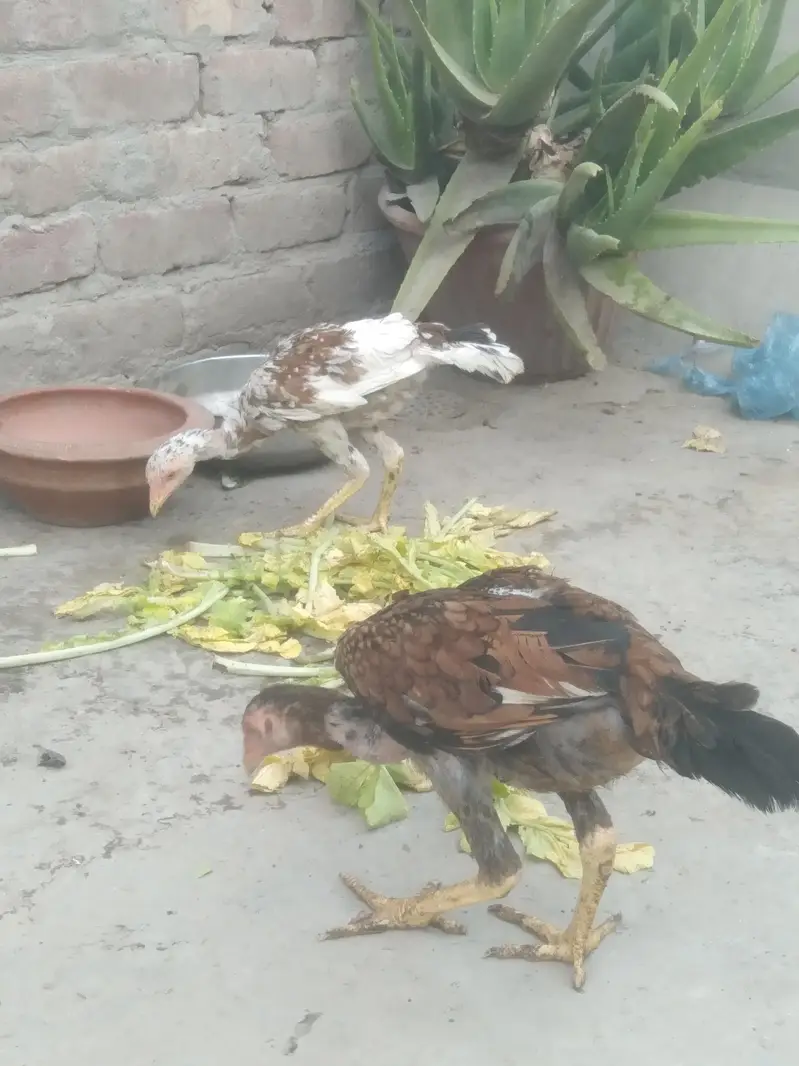 Aseel pair for Sale — photo 2