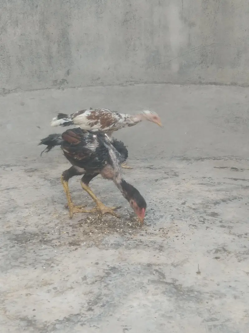 Aseel pair for Sale — photo 3