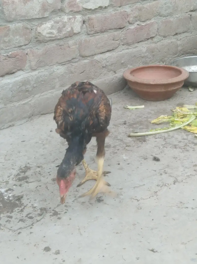Aseel pair for Sale — photo 4