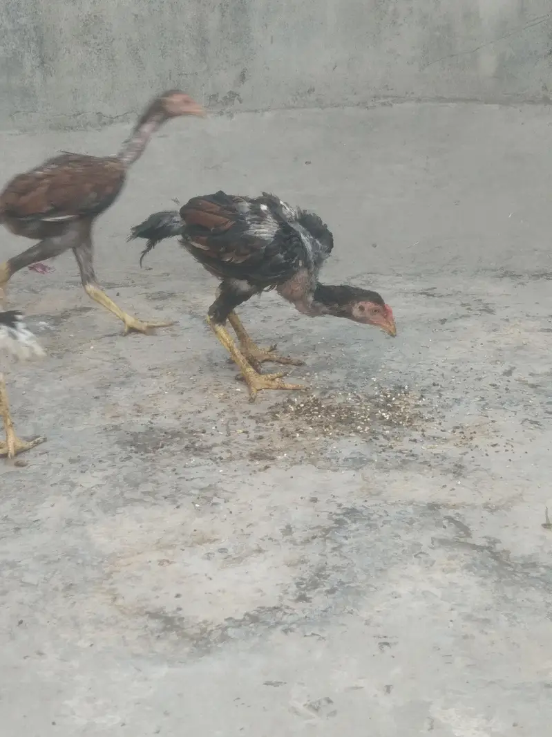 Aseel pair for Sale — photo 7