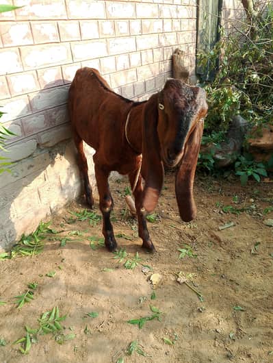 nagra bakra for sale