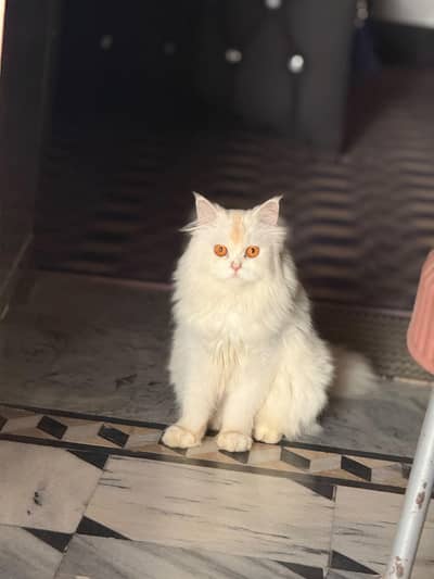cat for sale