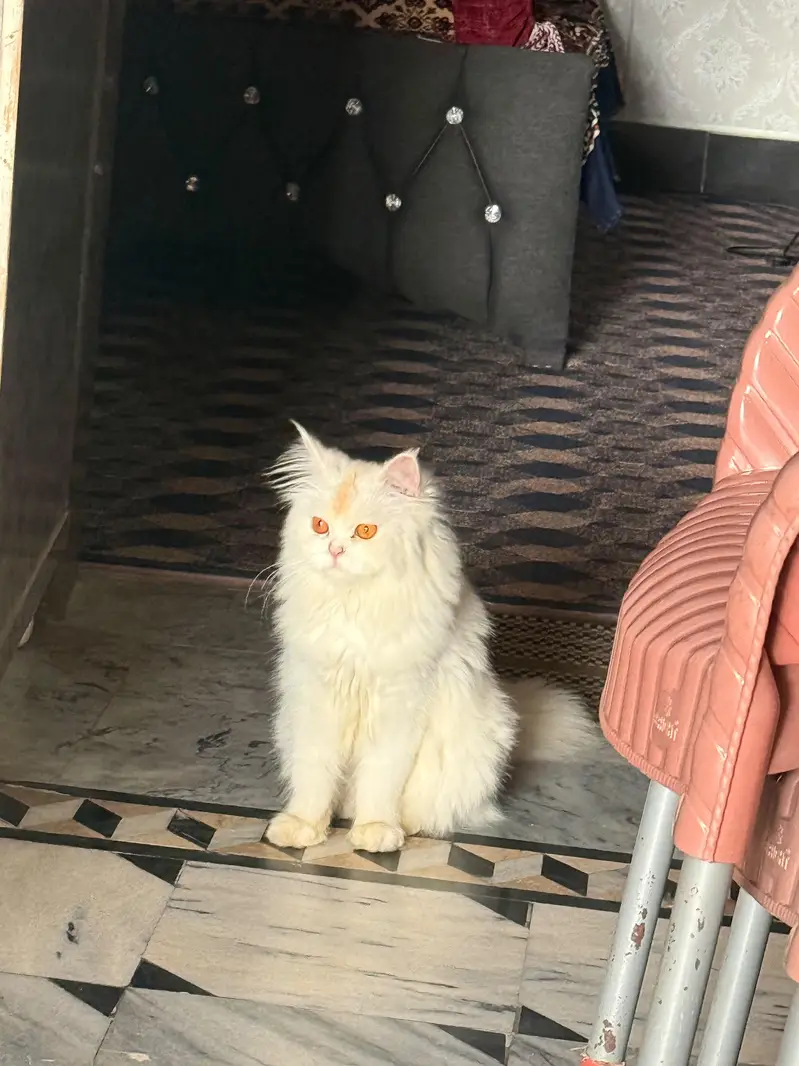 cat for sale — photo 2