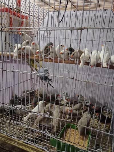 800 beautiful colours Finches