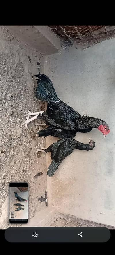 Mianwali aseel or Lasani aseel pathy